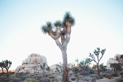 Our Favorite California Hikes